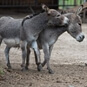 Kissing donkey